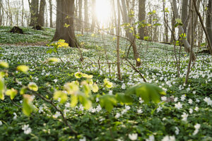 Wood anemones in the forest
