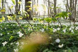 Wood anemones in the forest