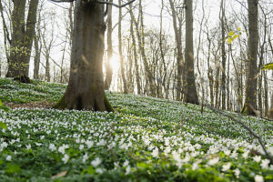 Wood anemones in the forest