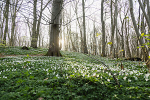 Wood anemones in the forest