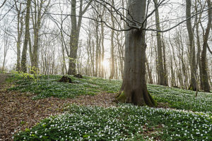 Wood anemones in the forest