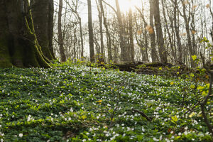 Wood anemones in the forest