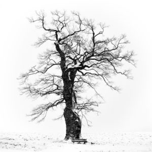 Oak in Appenhain Oak in Appenhain