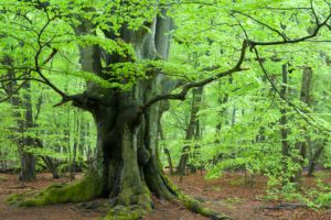Urwald Sababurg Urwald Sababurg