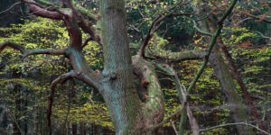Herbst im Solling, Weserbergland Herbst im Solling, Weserbergland