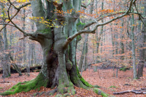 Primeval forest Sababurg Primeval forest Sababurg