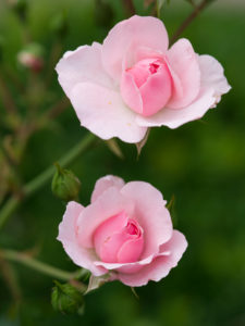 Rose blossoms Rose blossoms