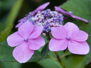 Hydrangea Hydrangea