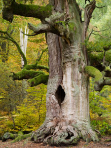 Kamineiche, Urwald Sababurg, Reinhardswald, Hessen, Deutschland Kamineiche, Urwald Sababurg, Reinhardswald, Hessen, Deutschland