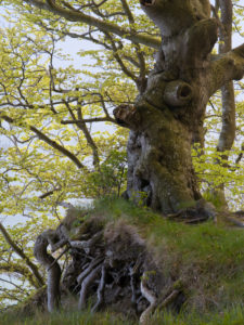 gnarled beech in the spring, Jasmund National Park, Rügen, Mecklenburg-Western Pomerania, Germany gnarled beech in the spring, Jasmund National Park, Rügen, Mecklenburg-Western Pomerania, Germany