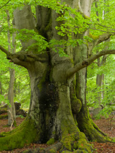 Old beech in the spring, Urwald Sababurg, Reinhardswald, Hessia, Germany Old beech in the spring, Urwald Sababurg, Reinhardswald, Hessia, Germany