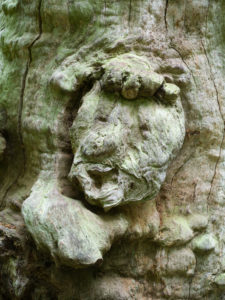 forest spirit, tree face in old beech, Urwald Sababurg, Reinhardswald, Hessia, Germany forest spirit, tree face in old beech, Urwald Sababurg, Reinhardswald, Hessia, Germany