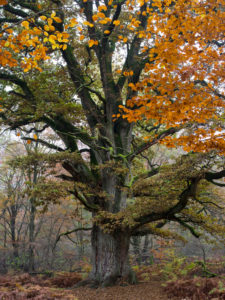 Oak in the Urwald Sababurg, Reinhardswald, Hessia, Germany Oak in the Urwald Sababurg, Reinhardswald, Hessia, Germany
