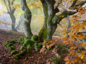 Autumnal beeches in the fog, national park Kellerwald, Hessen, Germany Autumnal beeches in the fog, national park Kellerwald, Hessen, Germany