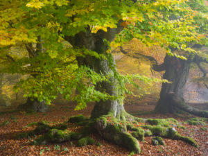 Autumnal beeches in the fog, national park Kellerwald, Hessen, Germany Autumnal beeches in the fog, national park Kellerwald, Hessen, Germany