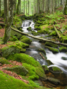 Small Ohe, national park the Bavarian Forest, Bavarians, Germany Small Ohe, national park the Bavarian Forest, Bavarians, Germany