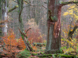 Old oak in autumn, primeval forest castle Saba, nature reserve Reinhard's wood, Hessen, Germany Old oak in autumn, primeval forest castle Saba, nature reserve Reinhard's wood, Hessen, Germany