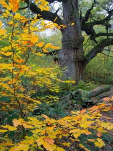 Old oak in autumn, primeval forest castle Saba, nature reserve Reinhard's wood, Hessen, Germany Old oak in autumn, primeval forest castle Saba, nature reserve Reinhard's wood, Hessen, Germany