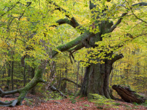 Old beech in autumn, primeval forest castle Saba, nature reserve Reinhard's wood, Hessen, Germany Old beech in autumn, primeval forest castle Saba, nature reserve Reinhard's wood, Hessen, Germany