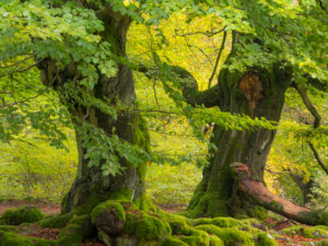 Old beeches in autumn, national park Kellerwald, Hessen, Germany Old beeches in autumn, national park Kellerwald, Hessen, Germany