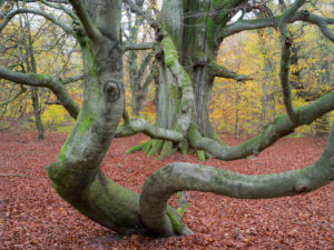 "Schlangenbuche" in autumn, primeval forest castle Saba, nature reserve Reinhard's wood, Hessen, Germany "Schlangenbuche" in autumn, primeval forest castle Saba, nature reserve Reinhard's wood, Hessen, Germany