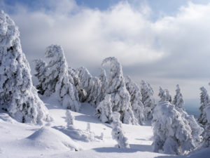 Wintry spruces at the Brocken, national park Harz, Saxony-Anhalt, Germany Wintry spruces at the Brocken, national park Harz, Saxony-Anhalt, Germany