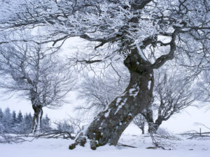 Wintry wind beeches at the Schauinsland, Black Forest, Baden-Wurttemberg, Germany Wintry wind beeches at the Schauinsland, Black Forest, Baden-Wurttemberg, Germany