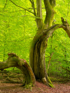 Beech in the spring, primeval forest castle Saba, nature reserve Reinhard wood, Hessen, Germany Beech in the spring, primeval forest castle Saba, nature reserve Reinhard wood, Hessen, Germany