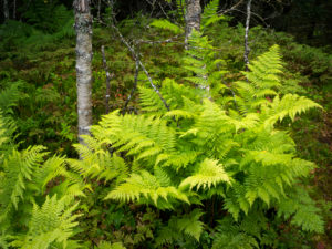 Fern, Senja Island, Norway Fern, Senja Island, Norway