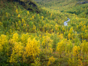 Autumn colors, Senja island, Norway Autumn colors, Senja island, Norway