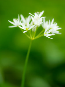 Wild garlic blossom, Hainich National Park, Germany Wild garlic blossom, Hainich National Park, Germany