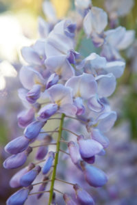 Bildagentur | mauritius images | Japanese wisteria (Wisteria floribunda ' Issai-naga')