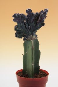 Bildagentur | mauritius images | Topfpflanze, Kaktus, Cactaceae