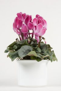 wilder wein zimmerpflanze Florastore Wilder Wein - 6 Stk - Parthenocissus Quinquefolia