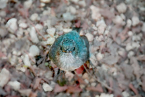 South Island Robin, sparrow sized found on New Zealand's South Island, pictured in Paparoa National Park South Island Robin, sparrow sized found on New Zealand's South Island, pictured in Paparoa National Park