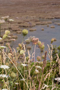 Flora of Iceland Flora of Iceland