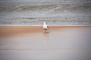 Seagull Perching On Sand, Sylt, Germany Seagull Perching On Sand, Sylt, Germany