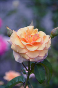 Close-Up Of yellow Rose Against Blue Background Close-Up Of yellow Rose Against Blue Background