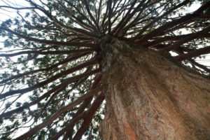 close up of a Tree in Vicotria, Australia close up of a Tree in Vicotria, Australia