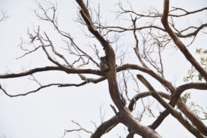 Koala on the tree, Australia Koala on the tree, Australia