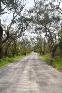Way to the bush forest Way to the bush forest