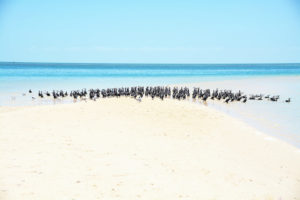 Birds on beach, Exmouth, Australia Birds on beach, Exmouth, Australia