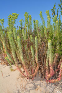 Australian, vegetation Australian, vegetation