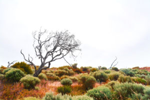 Australia, Tasmania, South-West National Park Australia, Tasmania, South-West National Park