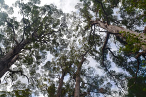 Australia, Tasmania, South-West National Park Australia, Tasmania, South-West National Park