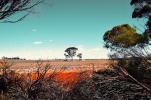 Herd of horses in the outback, West Australia Herd of horses in the outback, West Australia