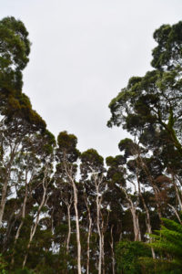 Australia, Tasmania, South-West National Park, Macquarie Harbour, trees Australia, Tasmania, South-West National Park, Macquarie Harbour, trees