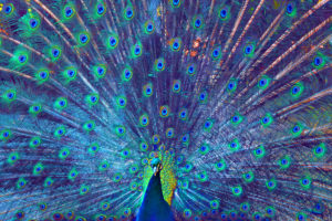 Full frame shot of proud colorfull peacock Full frame shot of proud colorfull peacock