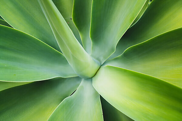 Bildagentur | mauritius images | lion's tail Agave, Agave attenuata,  Funchal, Madeira, Portugal, Europe