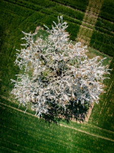 Germany, Bavaria, Franconia, Cherry blossom, drones Photography Germany, Bavaria, Franconia, Cherry blossom, drones Photography
